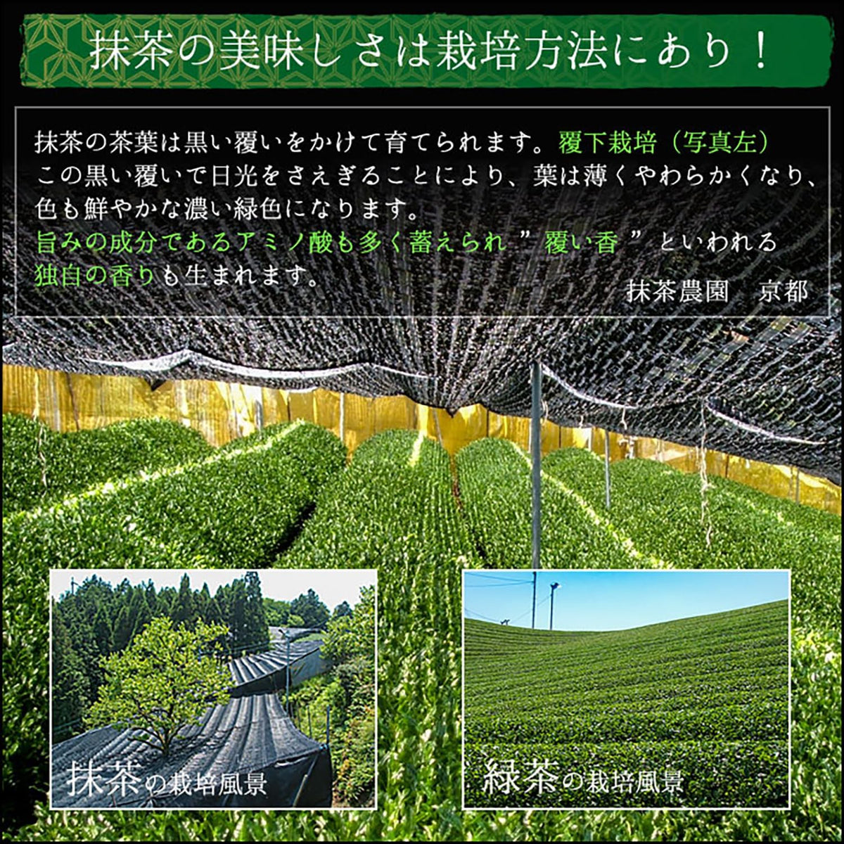 【預訂商品】Honjien 國產抹茶粉 生菓子製菓用 特B級 無添加 100g